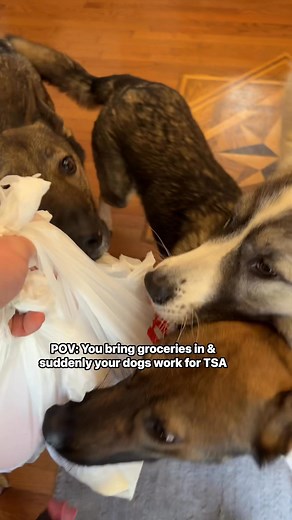 70K views · 3.7K reactions | Home security system checkpoint #funny #dog #floofinators | Sadie the sable shepherd | Facebook