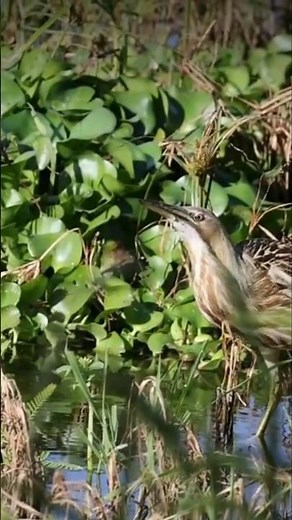 American Bittern – The Master of Disguise