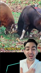 Wild Showdown: Bull vs. Unstoppable Bull #wildlife #shorts