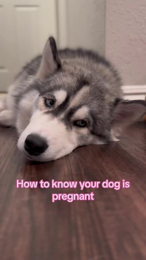How to know if your husky/ dogs is pregnant! 🐕 #husky #huskiesoftiktok #fyp #dogsoftiktok #huskylove #pregnantdogsoftiktok #pregnanthusky