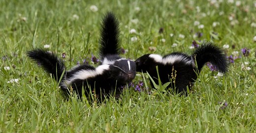 5 Common Places Skunks Live and Take Shelter
