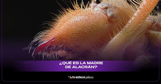 ¿Qué es la “madre de alacrán”? El peligroso animal que suele aparecer durante la temporada de calor