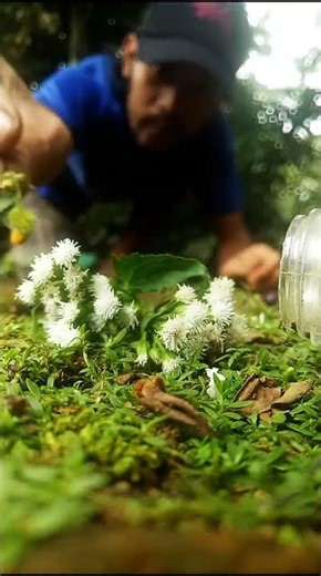 Excited! This Millipede Takes Part in A Ram Sam Sam's Dance 💃🐛 #shorts #trending #mrfast #millipede