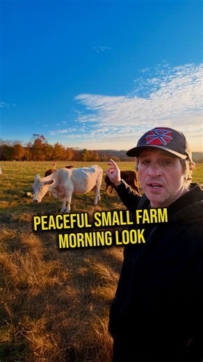 This Is What a Peaceful Small Farm Morning Looks Like *Mini Tour* #farmlife #cattle #fblifestyle #homestead | Gold Shaw Farm
