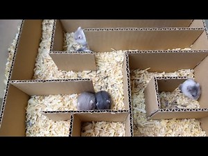 Cute Baby Hamster Maze LIVE! 🍼🐹✨