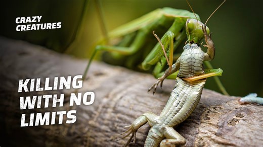 106K views · 1.8K reactions | The praying mantis is a Apex predator! #CrazyCreatures #NatureIsWild #WildlifeFacts | Crazy Creatures | Facebook
