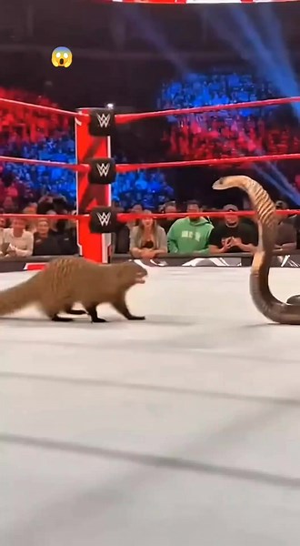 Mongoose vs Cobra: Nature's Dramatic Duel