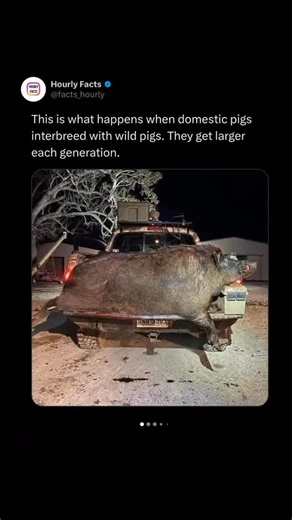 Hourly Facts 🤯 on Instagram: "When domestic pigs interbreed with wild boars, the offspring often grow larger and tougher with each generation. These hybrids, sometimes called “feral hogs,” combine the size and rapid growth of farm pigs with the hardiness and aggression of wild boars. In places like the United States and Australia, populations of these pigs have exploded, causing billions in damage to crops and ecosystems. They can weigh over 300 kg, have sharp tusks, and are notoriously difficu
