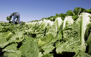 Deadly E. coli outbreaks lead to romaine lettuce warning