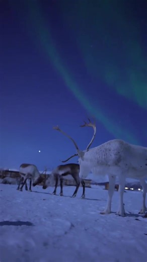 Looking at these images are truly spectacular🤩🤩🦌🦌💫💫🤩 #reindeer#stunning#wonderful_places#wonderful_location#reels#reelsinstagram#reelsvideo#northernlights#norway#northpole#amazing#amazingview#sky#likeforlikes#likesforfollow#beautiful#nature#naturelovers#christmasiscoming#christmasspirit#christmaslove# | Christmas love _Comet and Dancer