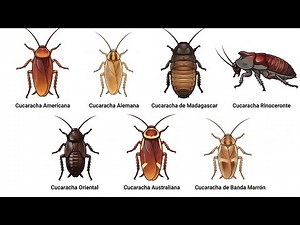 Every Type of Cockroach Explained