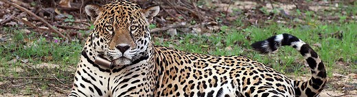 Live Platypus Webcam | San Diego Zoo | California | United States