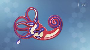 Video: Perceiving Loudness, Pitch, and Location