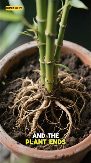 The Fastest Growing Plant on Earth 🌱 (Unbelievable Speed‼️) #facts #shorts #plants