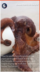 An marine biologist witnessed an octopus rolling a plastic pipe filled with eggs into the ocean! | storyful