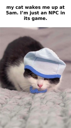 My Cat Wakes Me Up at 5 AM: Just an NPC in Its Game 😹