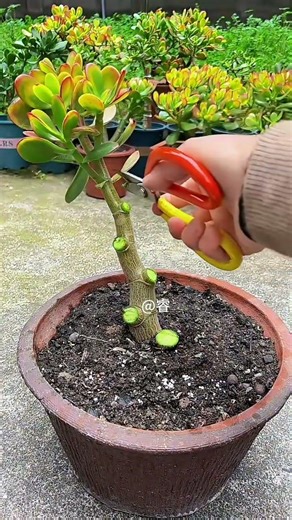 Peony Hanging Orchid Small Tree Shaping: Planting Tips, Flower Growing Knowledge,