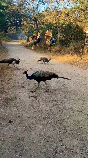 😱😱 OMG peacocks are flying 😱😱