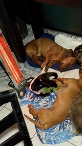 Abuelitaaa me come el gatooo🥰🤣 📹📼 de Diego Ignacio Caro | El Salvador Centro América Es Bello