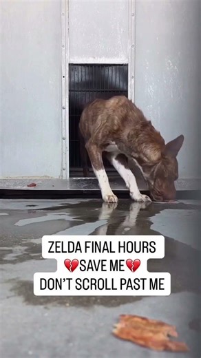 Please consider donating to help💔#usa #canada #uk