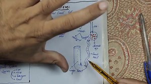 Intro to #Digestive_system | Up Teaching Academy