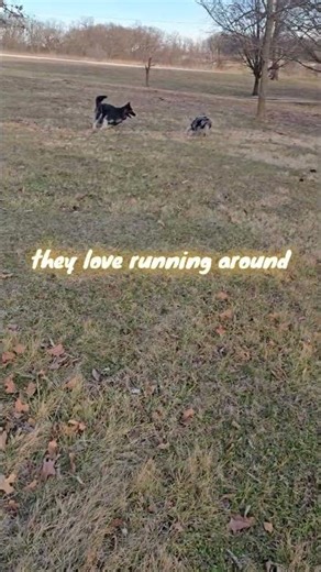 Juno & Sailor's Little Adventures: checking fences in our woods and trimming overgrown cedars.