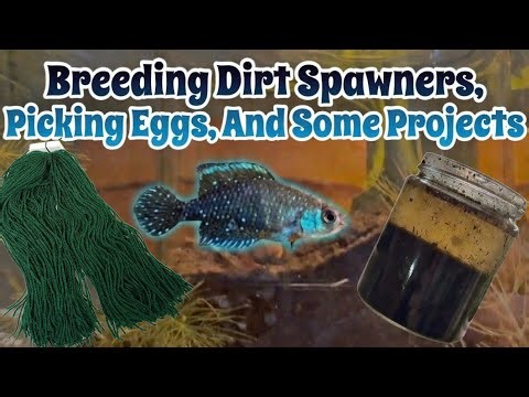 Harvesting Black Pearl Killifish Eggs: Spawning Mop Pulls & Fish Room Project Updates!