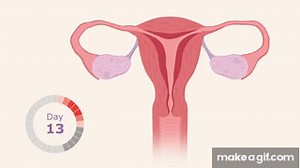 The Menstrual Cycle on Make a GIF