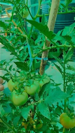 vegetable harvesting | gardening | #gardening #garden #farming #nature #short