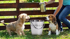 Hicarer 10 Pcs Dog Stainless Steel Bucket Heavy Duty Water Bucket for Dogs Metal Bucket with Handle Small Metal Pail for Pet Cat Puppy Food and Water Storage Milking Goats Small Animals (6.3 Quart)