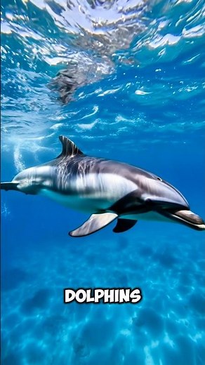 The Hidden Life Of Dolphins Ocean Speed Intelligence Facts AnimalVerseX