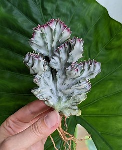 Euphorbia Lactea Variegated Crested Own Roots Rare Plant Cv White Ghost NOT Grafted! - Etsy