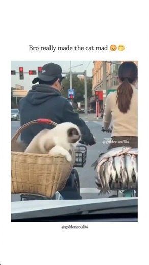 Cutest thief on the internet 😍❤️ #goldensoul #shorts #viralvideos