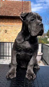 Gray brindle female 11 weeks old🔥🔥🔥 #canecorso #canecorsopuppy #canecorsolove #canecorsofans #dogs #puppies | Cane Corso USA.