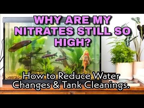 Why Are My Nitrates Still So High in My Planted Aquarium? How to Fix & Do WAY Less Water Changes.