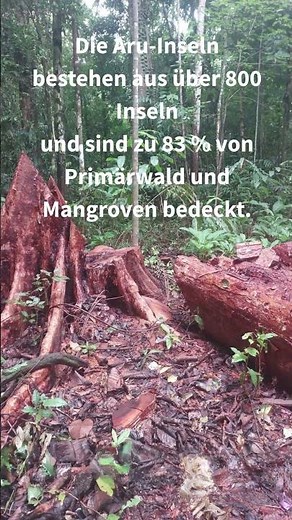 Abholzung auf den Aru-Inseln – Indigene Gemeinschaften verteidigen ihre Wälder | #SaveAru