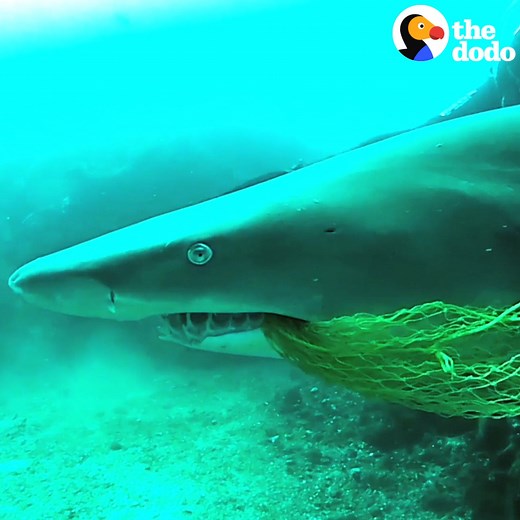 Shark comes back with a friend to say thanks to the man who saved him 💚 | The Dodo