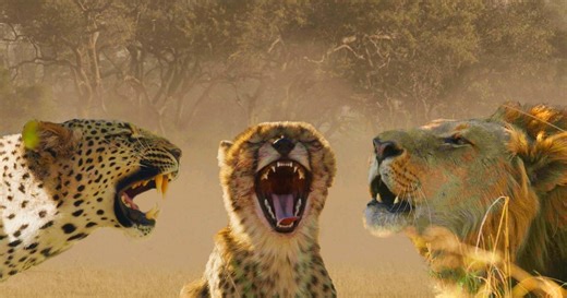 Big Cats Unleashed - Translating a Lion’s Roar