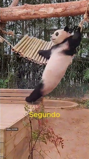 Tierno Bebé Panda 🐼