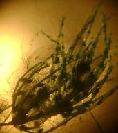 Plant Evolution ( Read ) | Biology