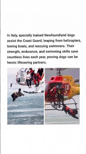 In Italy, specially trained Newfoundland dogs assist the Coast Guard, leaping from helicopters.