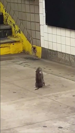 Dueling rats show off their ninja skills on NYC subway platform