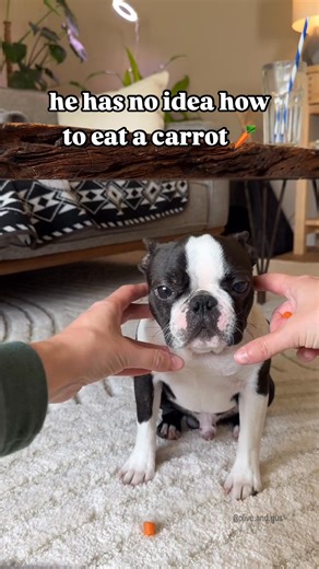 Boston Terrier ❤️🥕 | Ashley Smith