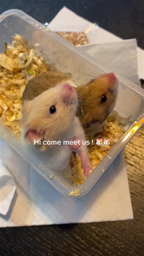 Meet my Two Adorable Hamsters | Vlog