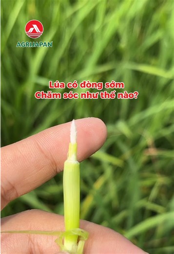 Chăm Sóc Lúa Có Đồng Sớm Hiệu Quả Cho Nông Dân