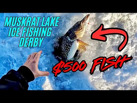 MUSKRAT LAKE Ice Fishing Derby - Winning BIG MONEY with BIG FISH
