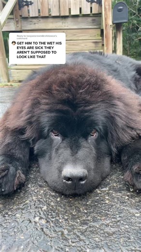 Understanding Newfoundland Eye Development: Droopy Eyes in Puppies