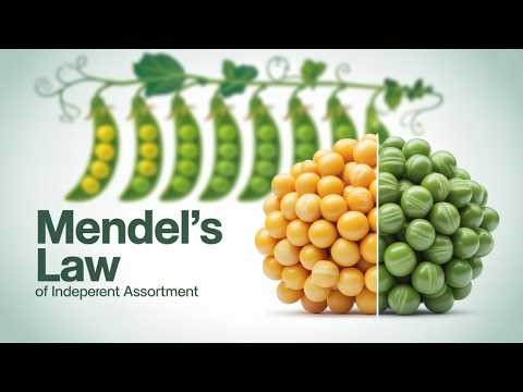 Mendel's Law of Independent Assortment