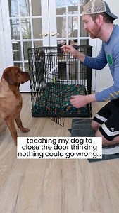 Crate Training Gone Wrong | Ruby the Labrador