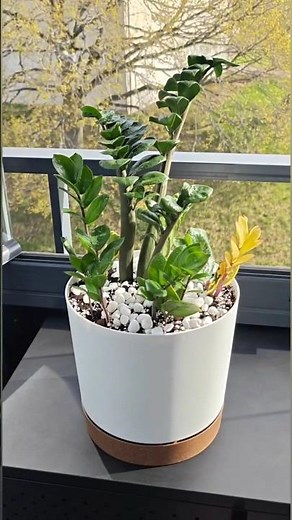 Building the perfect ZZ plant arrangement 🌿 #zzplant #plants